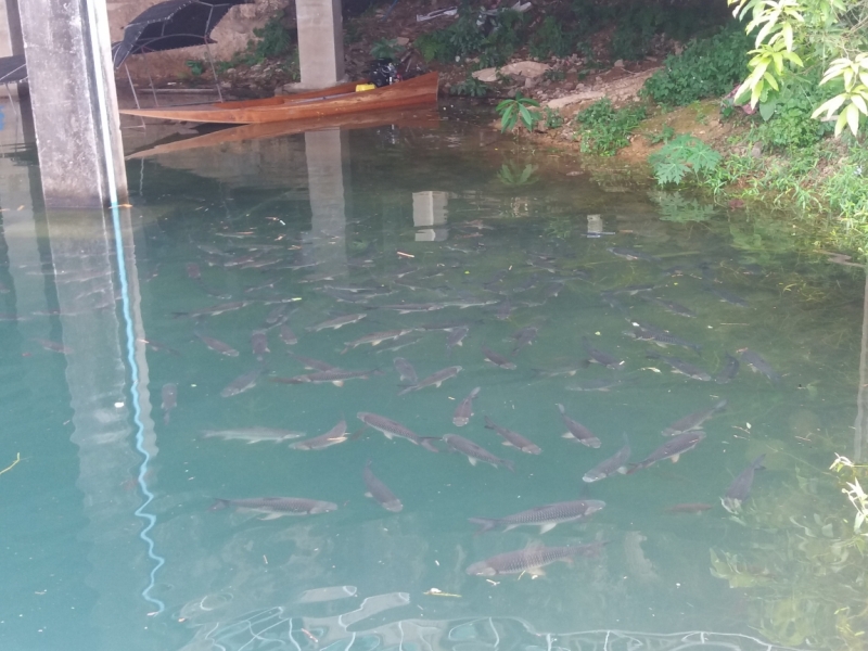 Второй заход. Наш теплый декабрь 2016 (Пхукет, Краби, Бангкок)