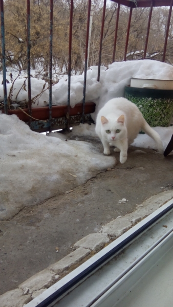 Поговорим о кошках43