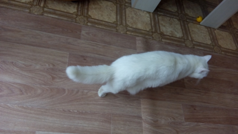 Поговорим о кошках43