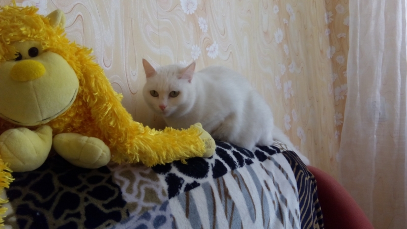 Поговорим о кошках43