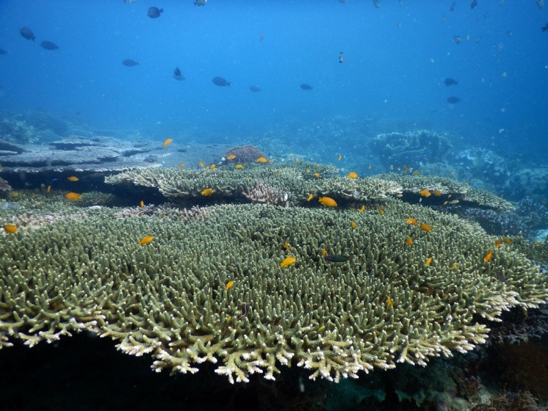 Cebu, Moalboal и Palawan, El Nido с 3 по 20 февраля 2017