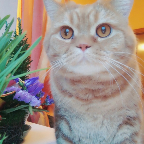 Поговорим о кошках43