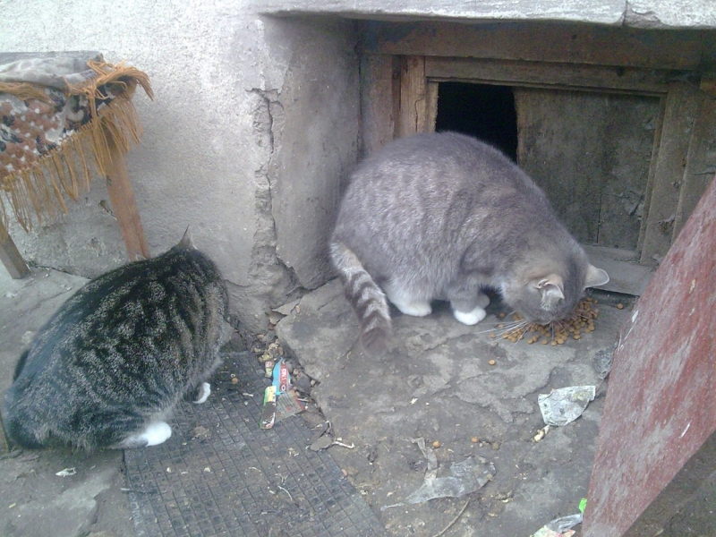 Поговорим о кошках43