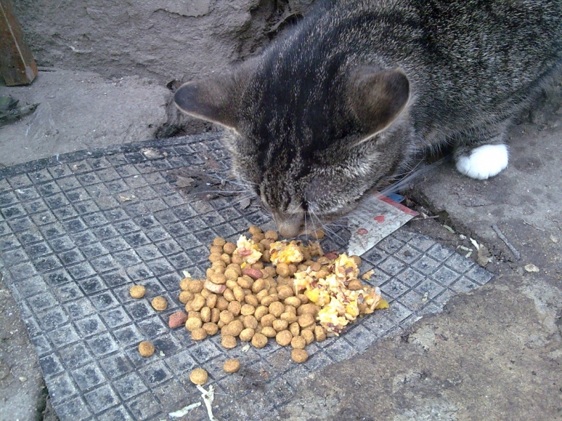 Поговорим о кошках43