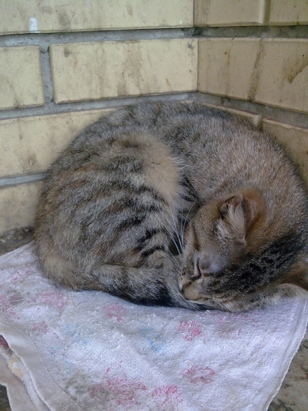 Поговорим о кошках43