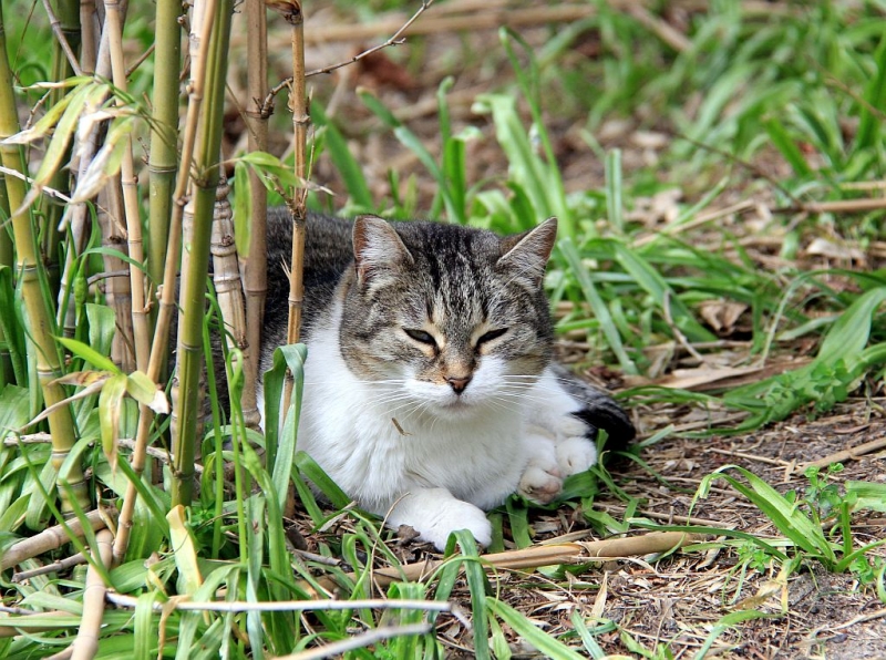 Котики Мадрида