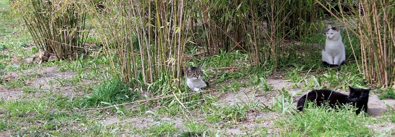 Котики Мадрида