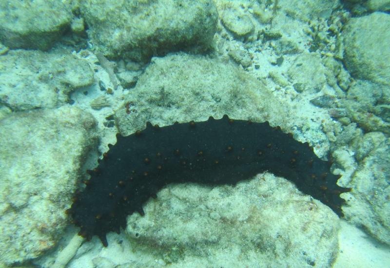 Второй заход. Наш теплый декабрь 2016 (Пхукет, Краби, Бангкок)