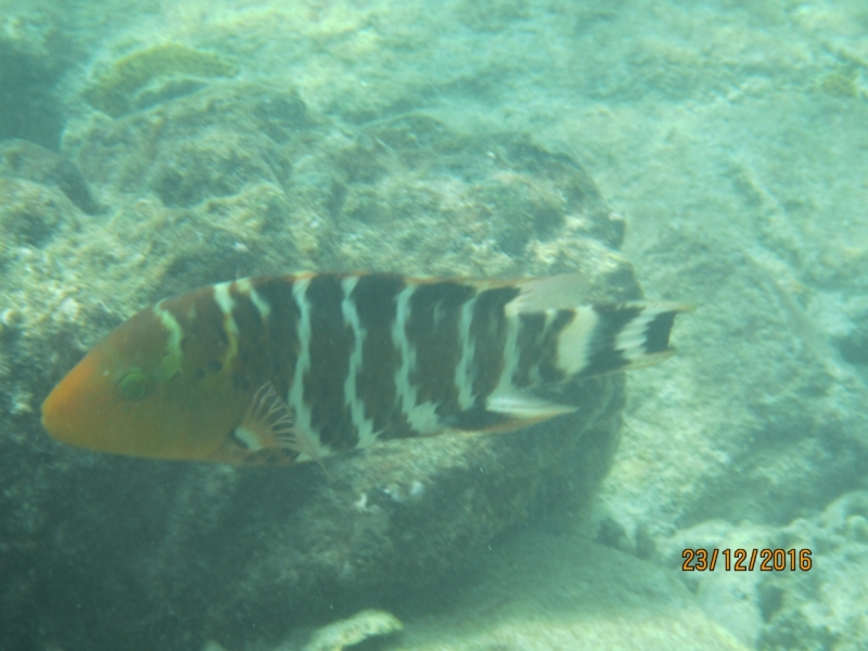 Второй заход. Наш теплый декабрь 2016 (Пхукет, Краби, Бангкок)