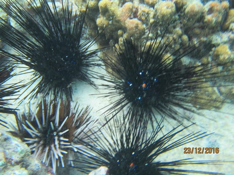 Второй заход. Наш теплый декабрь 2016 (Пхукет, Краби, Бангкок)