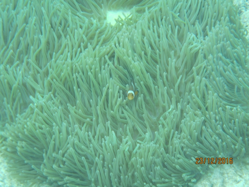 Второй заход. Наш теплый декабрь 2016 (Пхукет, Краби, Бангкок)