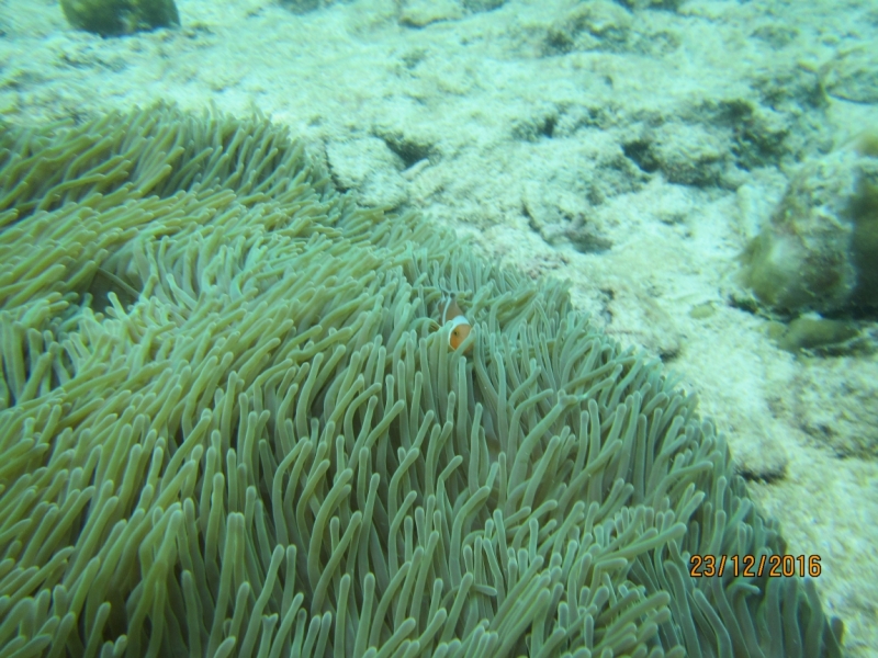 Второй заход. Наш теплый декабрь 2016 (Пхукет, Краби, Бангкок)