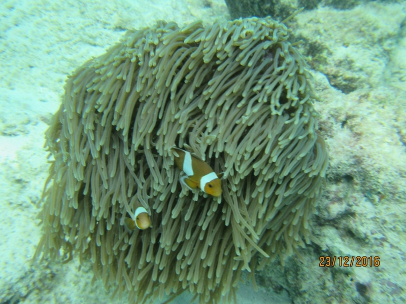 Второй заход. Наш теплый декабрь 2016 (Пхукет, Краби, Бангкок)