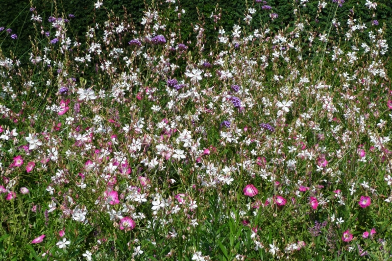 Любимые сады и парки Англии