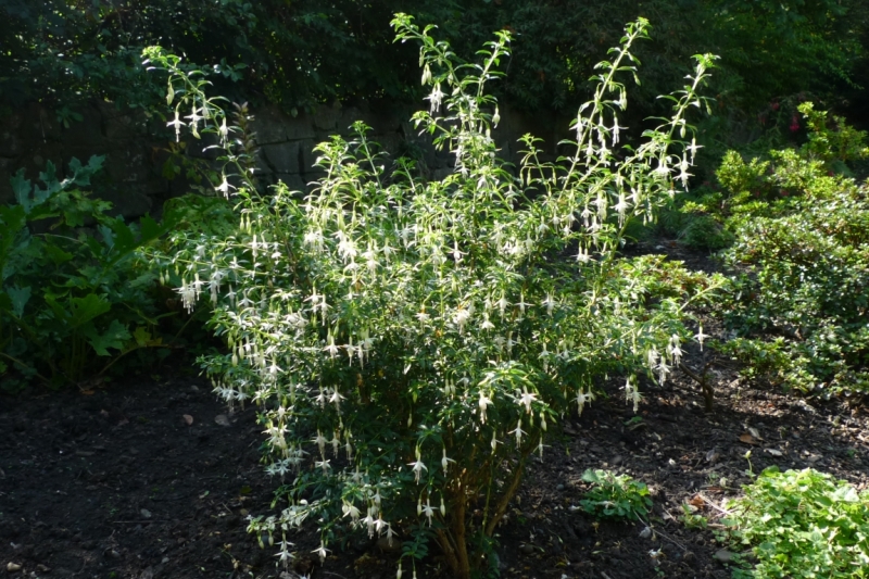 Любимые сады и парки Англии