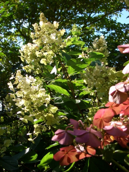 Любимые сады и парки Англии