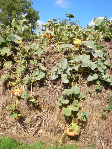 Любимые сады и парки Англии