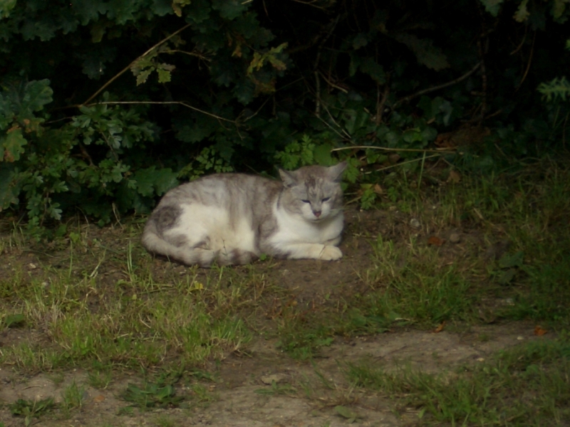 Любимые сады и парки Англии