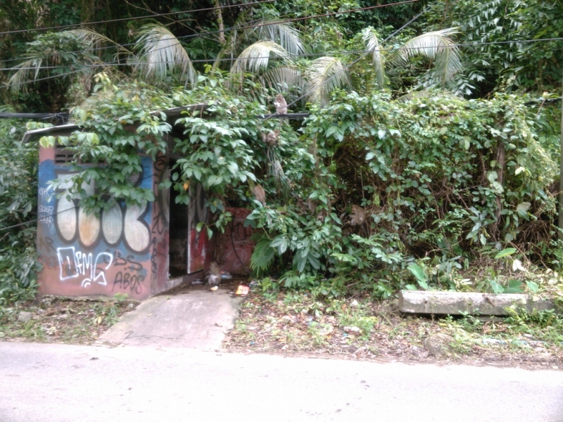 Зов Джунглей