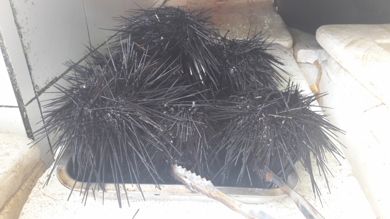 2 недели на Филиппинах (Манила-Бохол-Себу-Боракай-Манила) февраль-март 2017(С ФОТО)