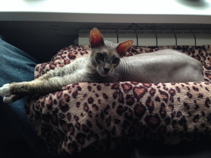 Поговорим о кошках43