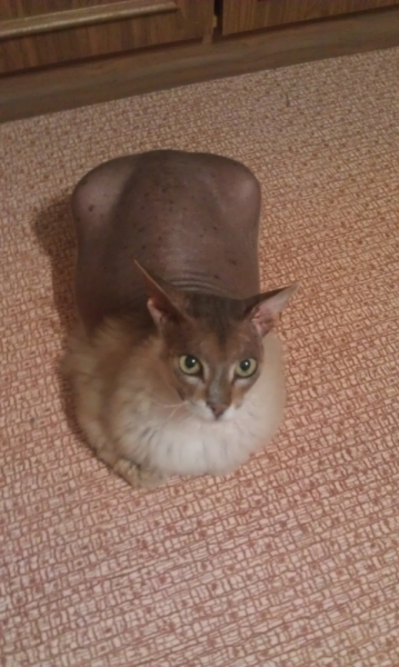 Поговорим о кошках43