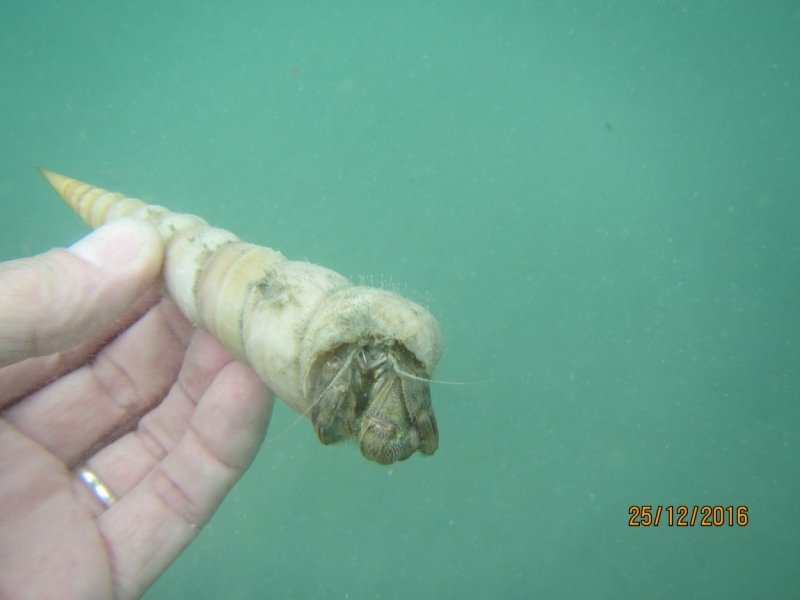 Второй заход. Наш теплый декабрь 2016 (Пхукет, Краби, Бангкок)