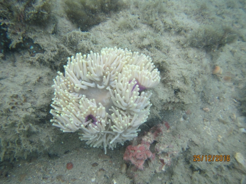 Второй заход. Наш теплый декабрь 2016 (Пхукет, Краби, Бангкок)