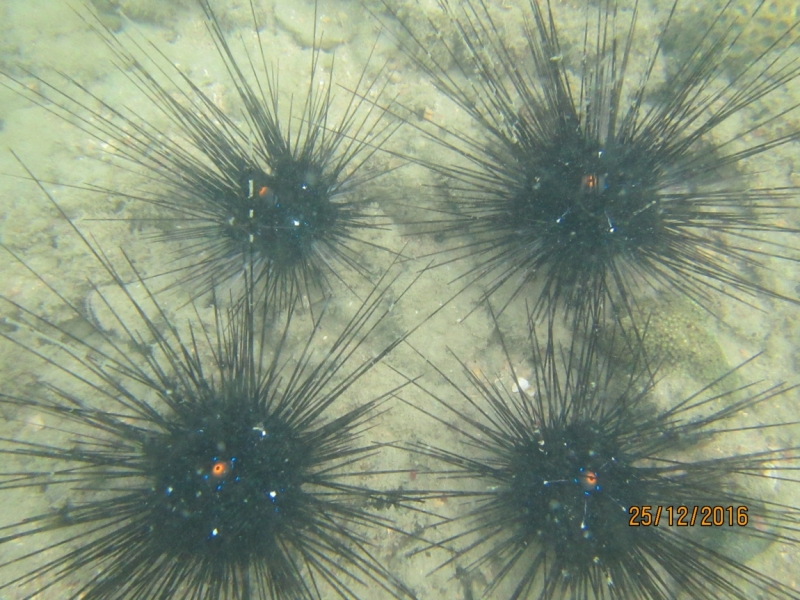 Второй заход. Наш теплый декабрь 2016 (Пхукет, Краби, Бангкок)