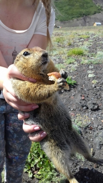 Фотографии животного мира