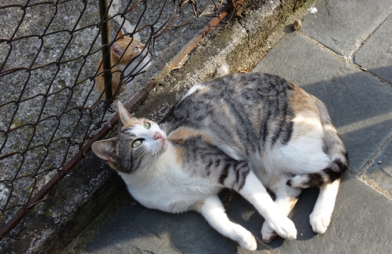 Поговорим о кошках43