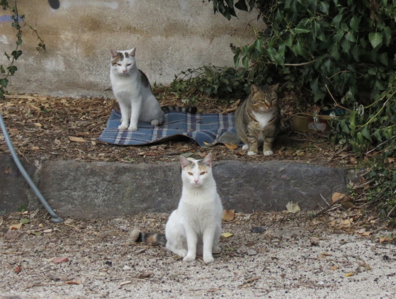 Поговорим о кошках43