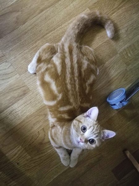 Поговорим о кошках43