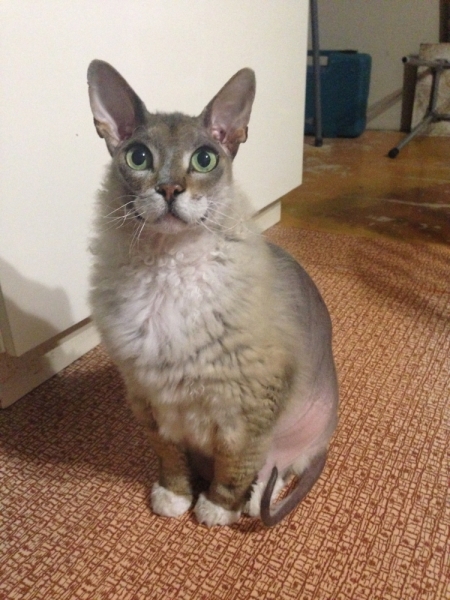 Поговорим о кошках43