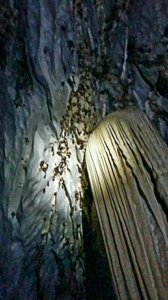 Только Палаван март 2017