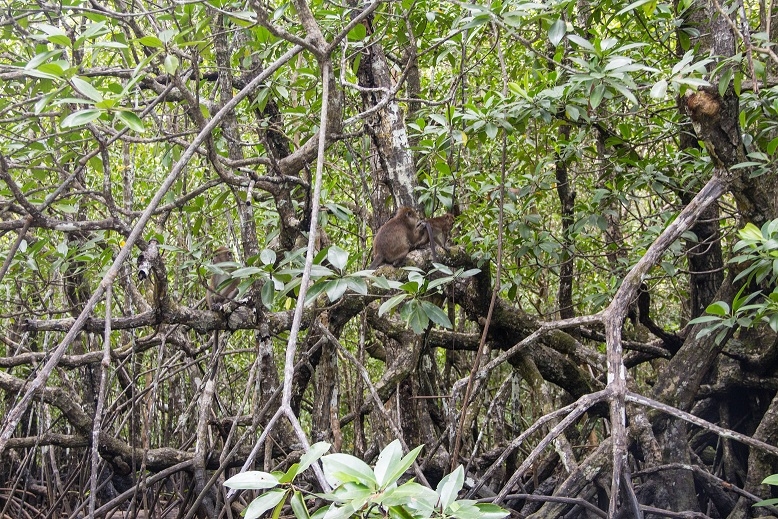 Только Палаван март 2017