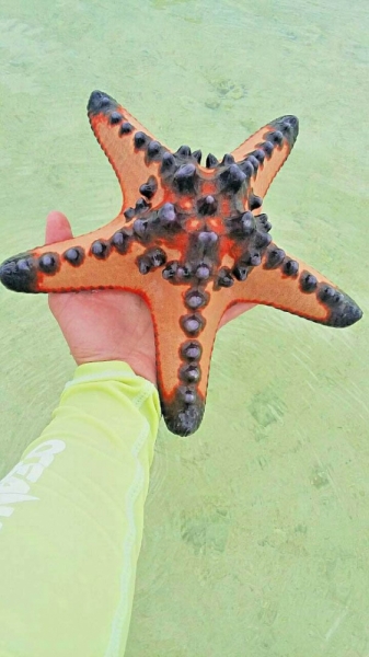 Только Палаван март 2017