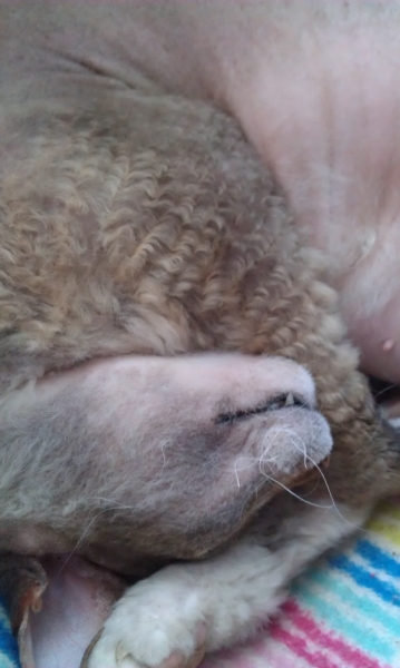 Поговорим о кошках43