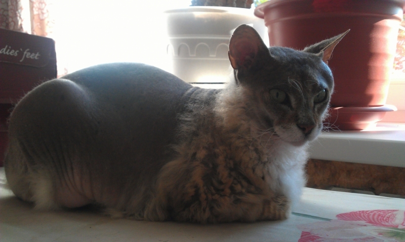 Поговорим о кошках43