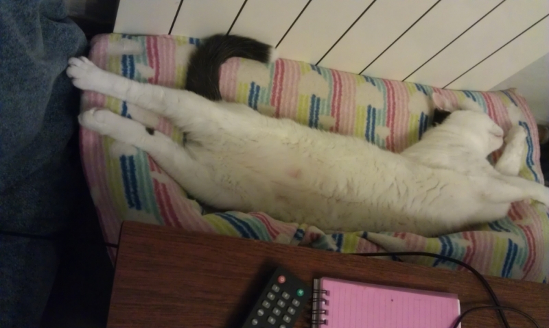 Поговорим о кошках43