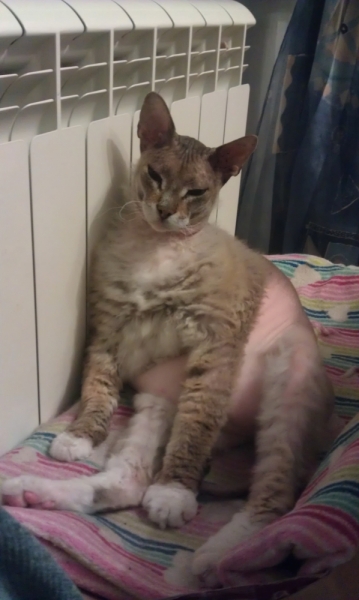 Поговорим о кошках43