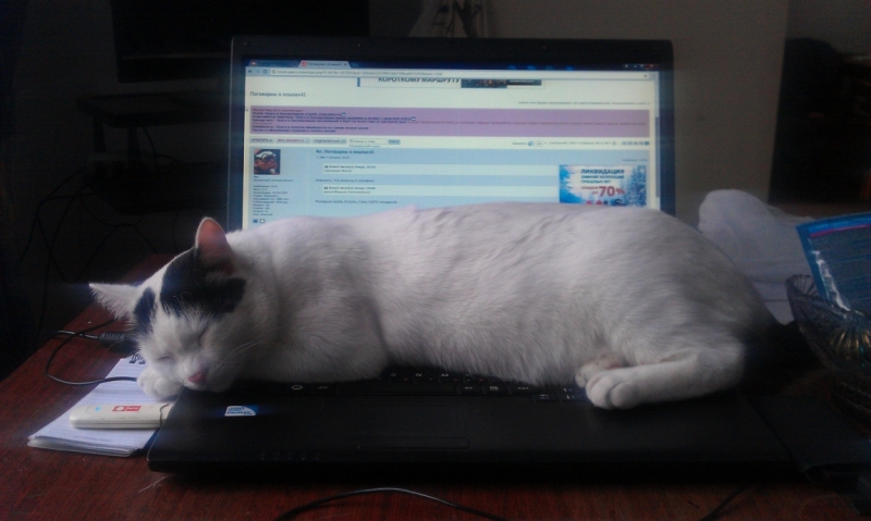 Поговорим о кошках43