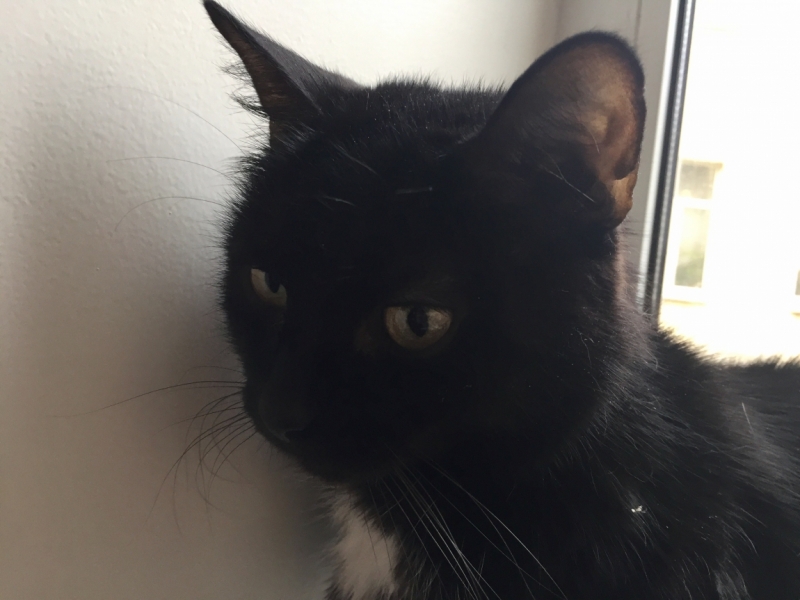 Поговорим о кошках43