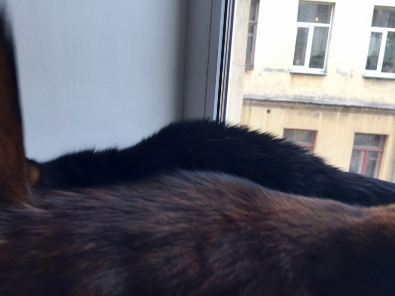 Поговорим о кошках43