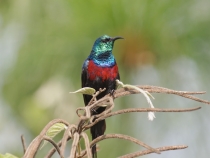 Нектарница P8207577.jpg