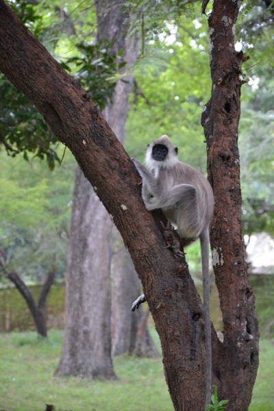 Общественным транспортом по Шри-Ланке в феврале 2017. Смешанные чувства.