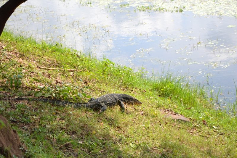 Общественным транспортом по Шри-Ланке в феврале 2017. Смешанные чувства.