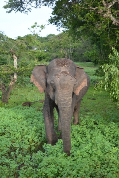 Общественным транспортом по Шри-Ланке в феврале 2017. Смешанные чувства.