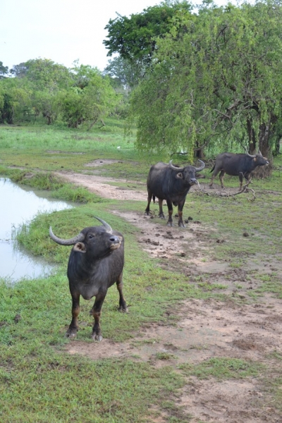Общественным транспортом по Шри-Ланке в феврале 2017. Смешанные чувства.
