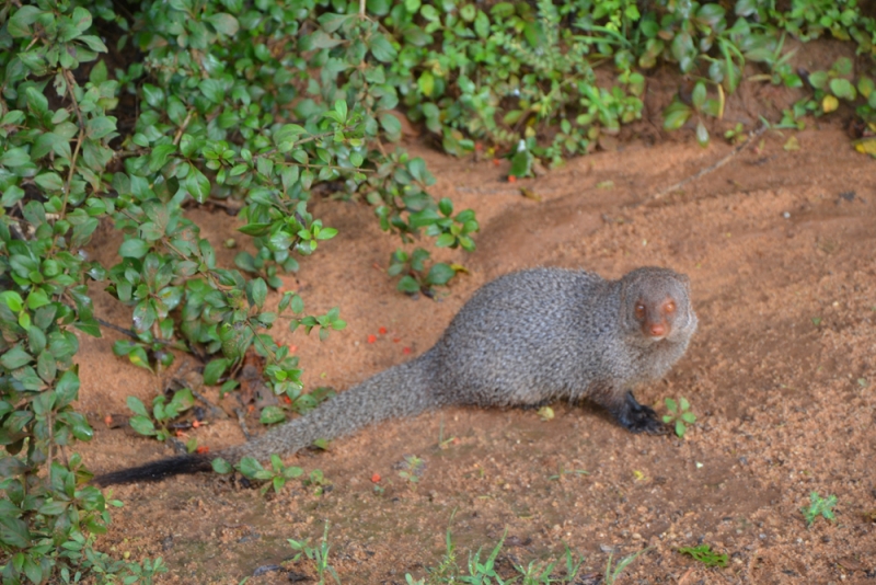 Общественным транспортом по Шри-Ланке в феврале 2017. Смешанные чувства.